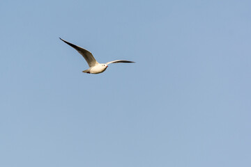 A seagull is flying in sky over the sea waters in corniche park, Dammam, Saudi Arabia