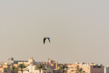A seagull is flying in sky over the sea waters in corniche park, Dammam, Saudi Arabia