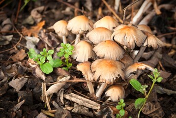 petitsChampignons