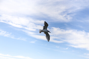 Seagull flying against blue sky with clouds