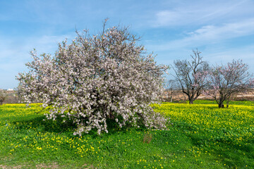 almond tree bloomed in February in the Algarve, Portugal