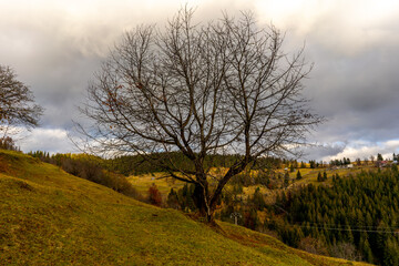Obraz premium Horse Carriage in romania mountains