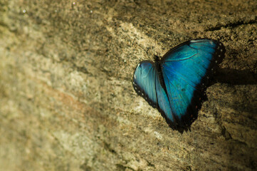 Rhetenor blue morpho Butterfly