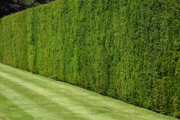 Perfect hedge and lawn