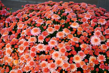 Colorful chrysanthemum flowers growing in the garden