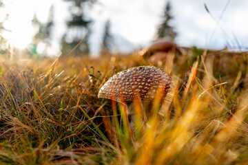 Poison beautifull mushrooms in romania