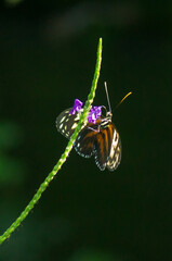 tiger longwing