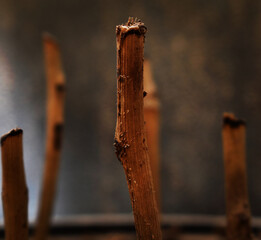 close up of dry plant