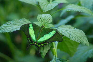 emerald swallowtail