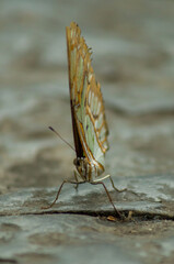 green and brown butterfly