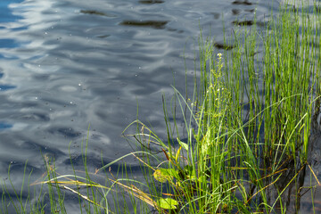 beautiful, natural pond, river, sea with green plants on the shore on a nice, bright day in summer