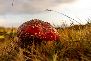 Poison beautifull mushrooms in romania