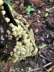 mushrooms in the forest