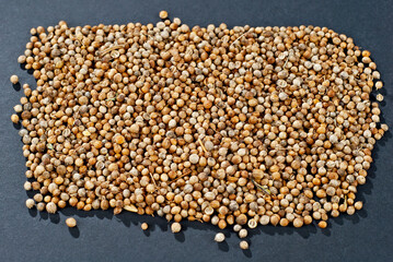 Coriander close up. Lots of spices and seasonings on a black background. Coriander texture.