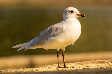 Mediterranean GullIchthyaetus melanocephalus Costa Ballena