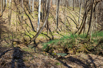 The rough horsetail (lat. Equisetum hyemale), of the family Equisetaceae, in a spring birchwood, the Middle Volga region, Russia.