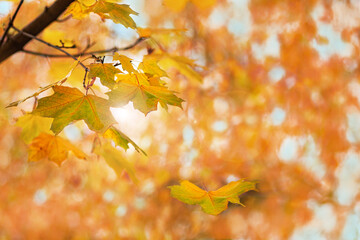 autumn leaves in the sun