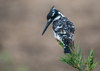 Pied Kingfisher perched on a reed overhanging the water scanning for fish 