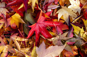 Beautiful, colorful, seasonal autumn pattern. Vibrant coloured pattern of fallen maple leaves. Background. Copy space.