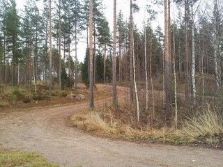 Sandy road in the forest.
Autumn day. Yellowed grass. Trees without leaves. White gray sky. Forest landscape. The sandy road rises up and goes into the forest. Pine trunks.