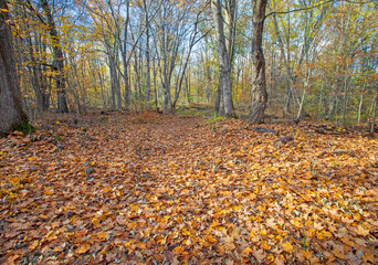 Eagle Run Trail Leaves, Huron National Forest, Iosco County, Michigan