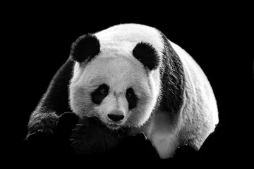 Foto op Plexiglas Portrait of panda with a black background © AB Photography