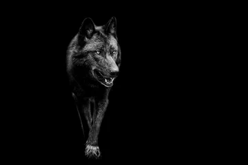 Schilderijen op glas Portrait of black wolf with a black background © AB Photography