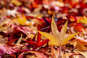 Beautiful, colorful, seasonal autumn leaf pattern. Vibrant carpet of fallen maple leaves with texture and blurred / bokeh background. Copy space.