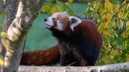 panda, rot, tier, kleiner panda, säugetier, wild lebende tiere, tierpark,