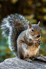 Naklejka na ściany i meble squirrel eating its snack