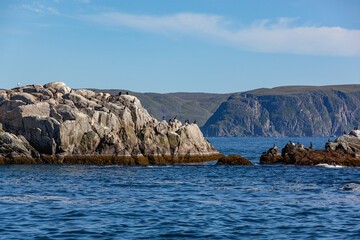 Fototapeta na wymiar Bird-watching during a sea safari on Gjesvaer islands, Norway
