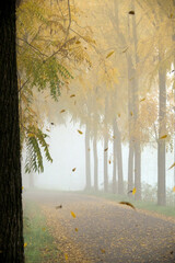 Gli ultimi passi. 
Foglie che cadono con nebbia