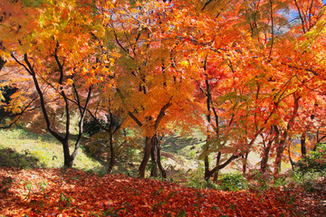 秋の霞ヶ城公園（福島県・二本松市）