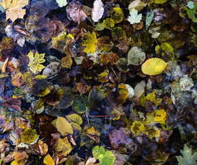 Autumn leaf fall. Maples and chestnut trees shed their leaves. Golden autumn.