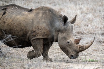 Fototapeta premium White rhinoceros moving nervously and briskly through an opening in the bush