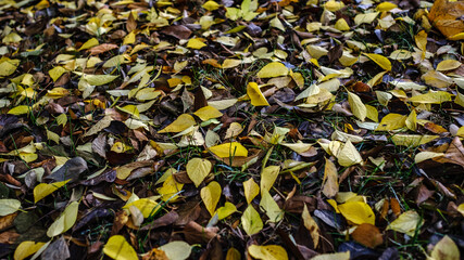 Autumn leaf fall. Maples and chestnut trees shed their leaves. Golden autumn.