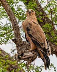 Tawny eagle staring intently at the human activity close to the nest site