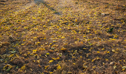 Autumn leaf fall. Maples and chestnut trees shed their leaves. Golden autumn.