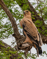Tawny eagle scanning ahead for signs of its partner returning to the nest 