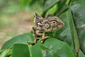 Brown Chameleon on green leaves in Kenya