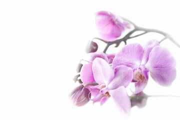 Fototapeta na wymiar pink Phalaenopsis Orchid flower in winter or spring day tropical garden isolated on white background.