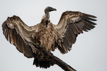White-backed Vulture drying his wings during a break in the weather after a rainfall