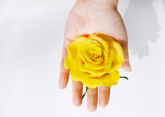 Yellow rose isolated color pop