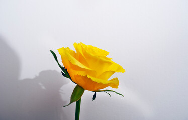 Yellow rose isolated color pop