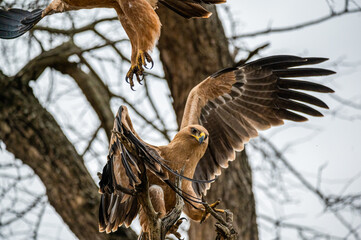 Tawny eagle pair almost colliding as they perform areal acrobatics 