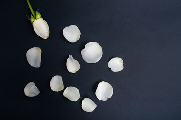 White rose petals on one color background  