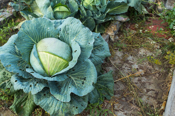 white cabbage in the garden. Concept of agriculture and harvesting.