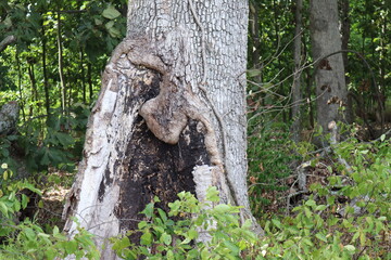 tree trunk in the forest