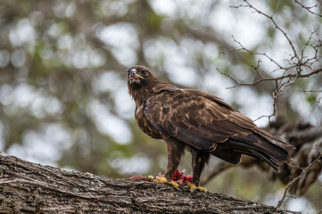 Lesser Spotted Eagle looking around alertly as it is interrupted from its feeding on a freshly...