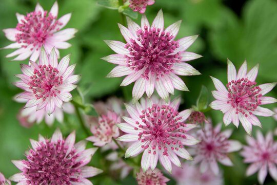 Astrantias, also known as Hattie's pincushion or masterwort, are charming perennials with branched heads of neat pincushion flowers